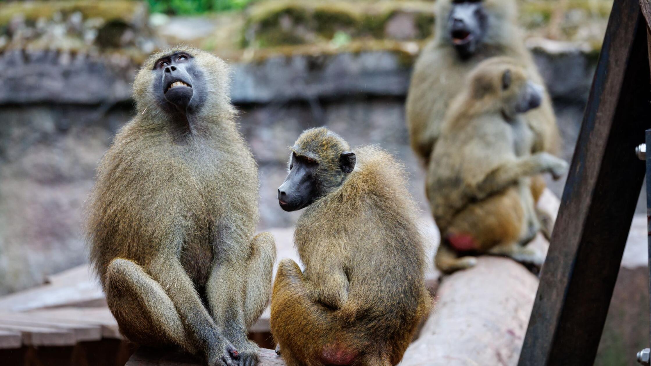 Prijatelji živalskega vrta obsojajo grožnje s smrtjo po usmrtitvi pavijanov v Nürnbergu