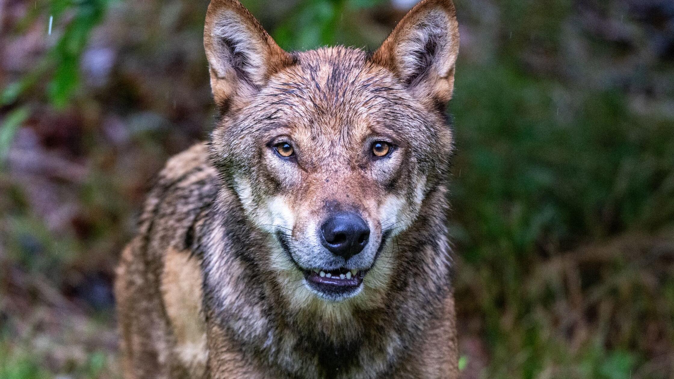 Tirol will noch stärkere Jagd auf den Wolf