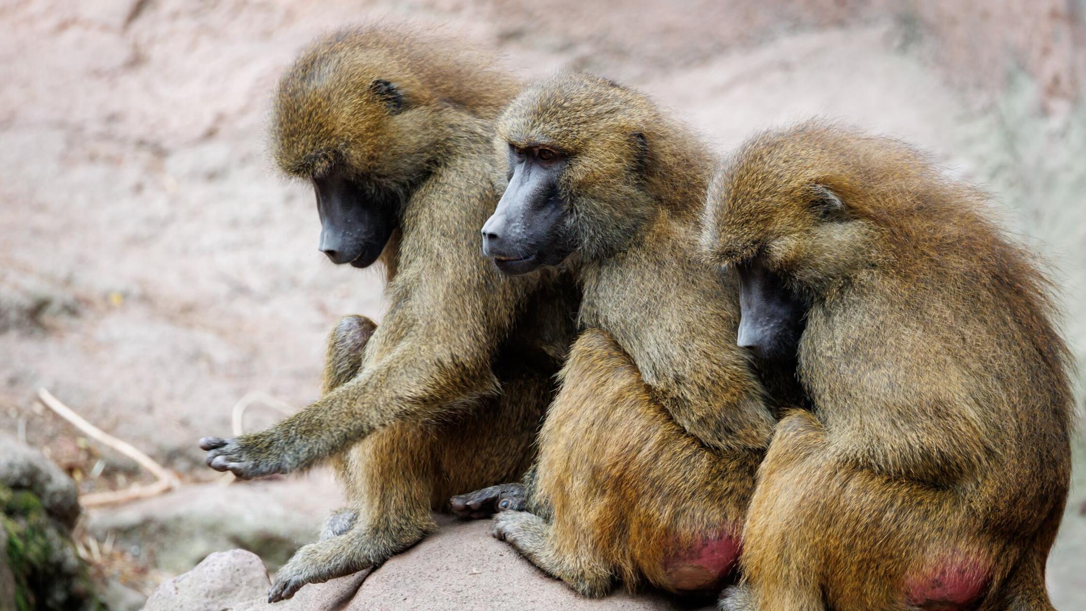 Peta: Mehrheit gegen Affentötung