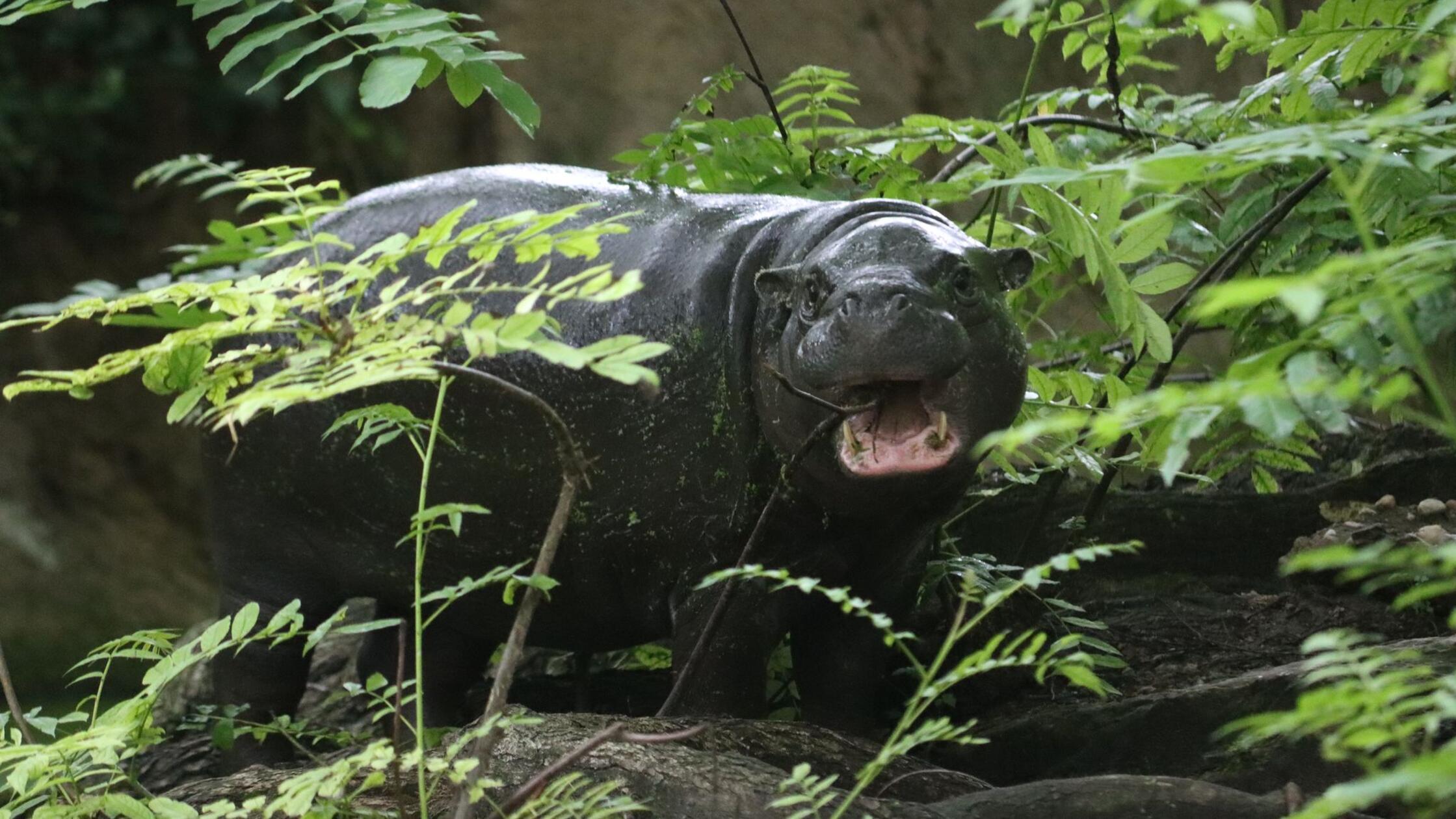 Berliner Mini-Hippo Toni zieht nach Mulhouse