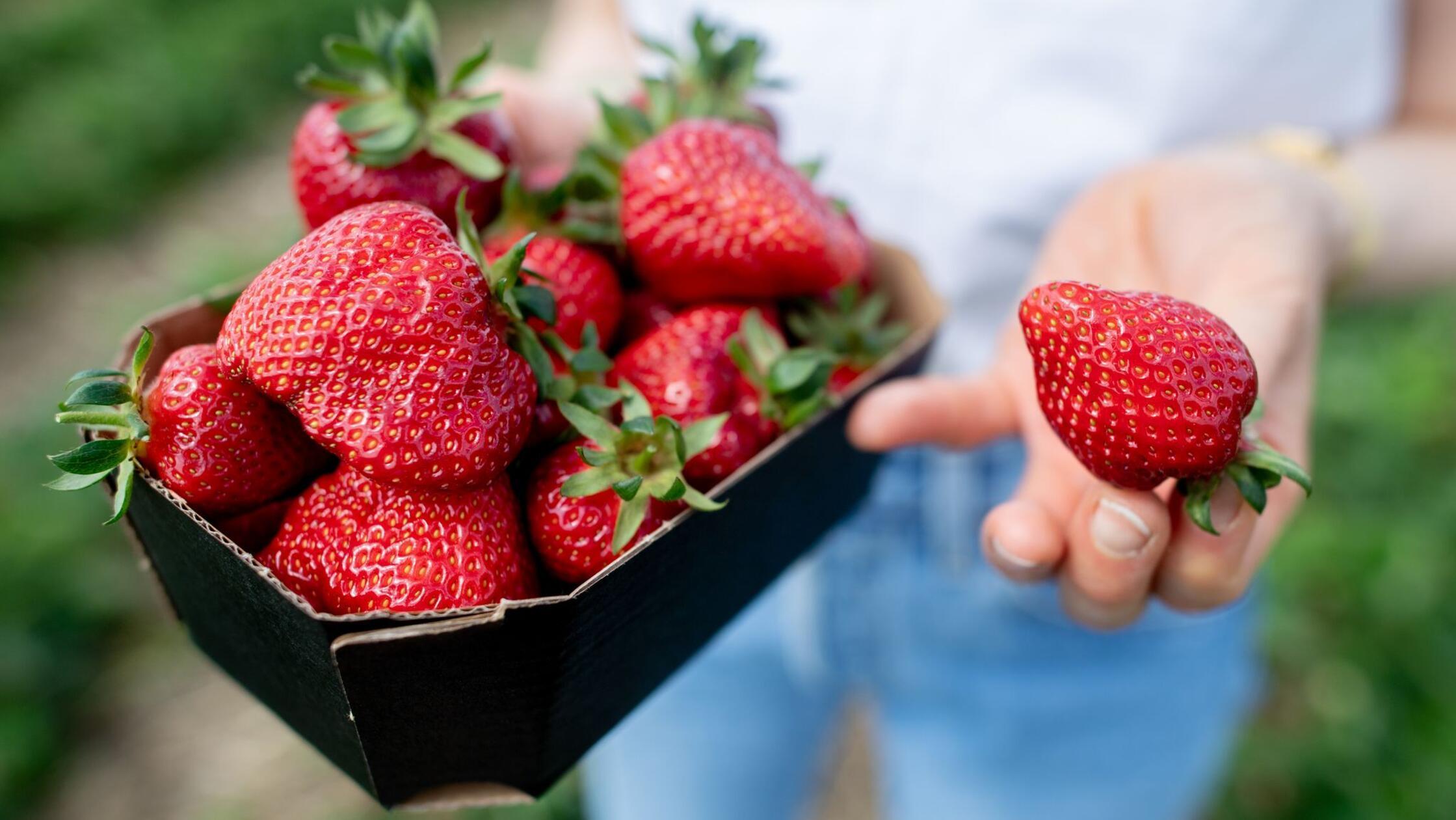 Erdbeerpflücken mit KI: Ernteroboter soll Betriebe entlasten
