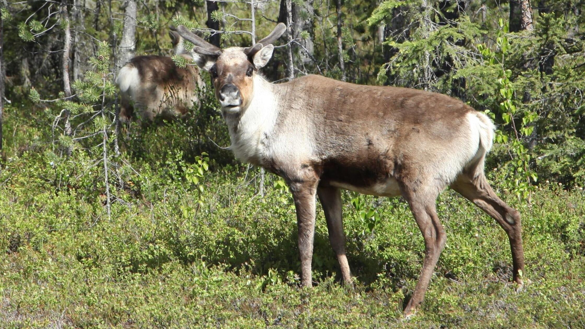 Rentier-Population durch Klimawandel stark gefährdet