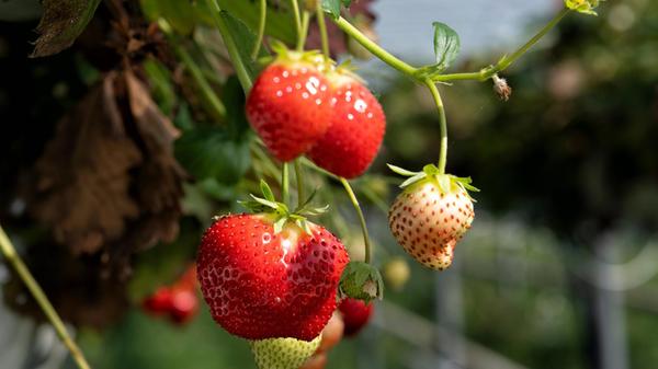Obst und Gemüse zum selberpflücken Nahaufnahme von