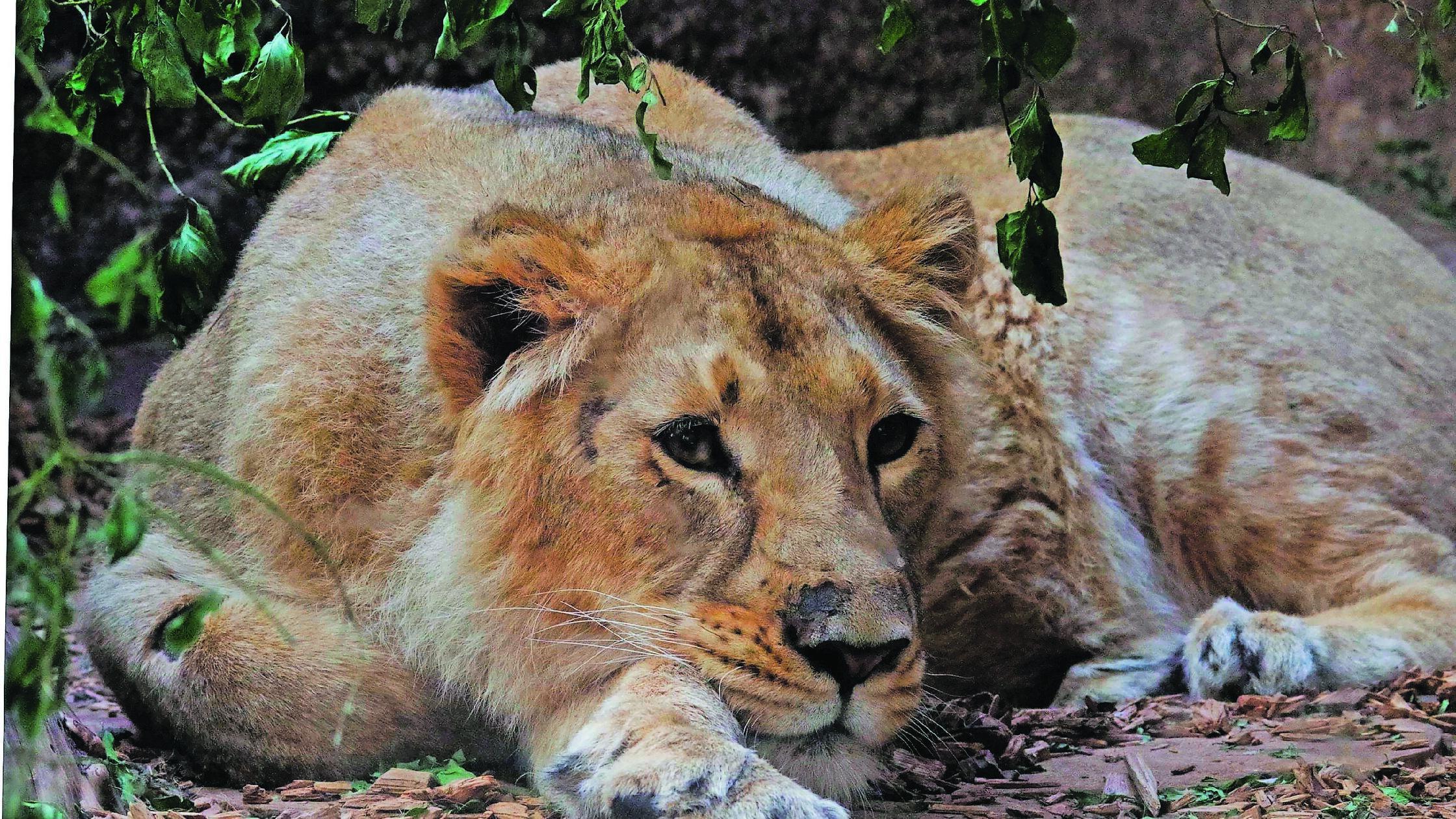 Foto: Tiergarten Nürnberg MOTIV: Asiatische Löwin 