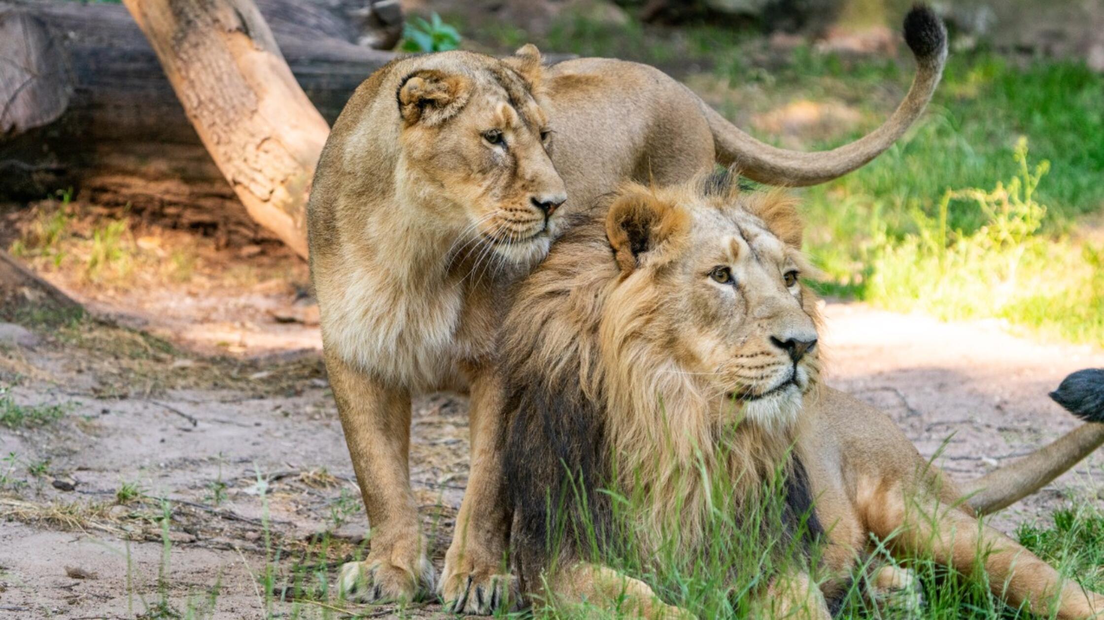 Nächster Tiergarten-Schock: Wenige Tage altes Löwenbaby ist tot - offenbar von Mutter aufgefressen