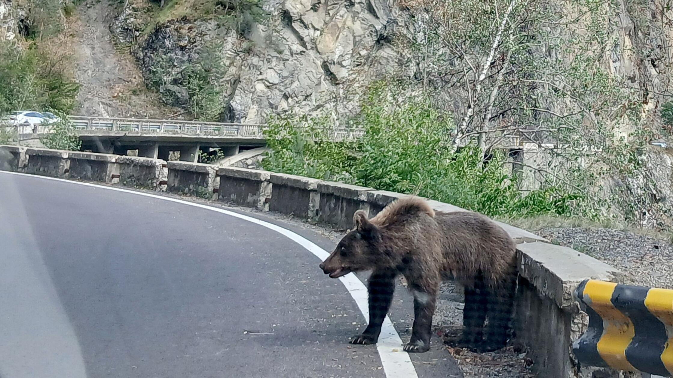Karpaten: Bären rücken Menschen auf den Pelz