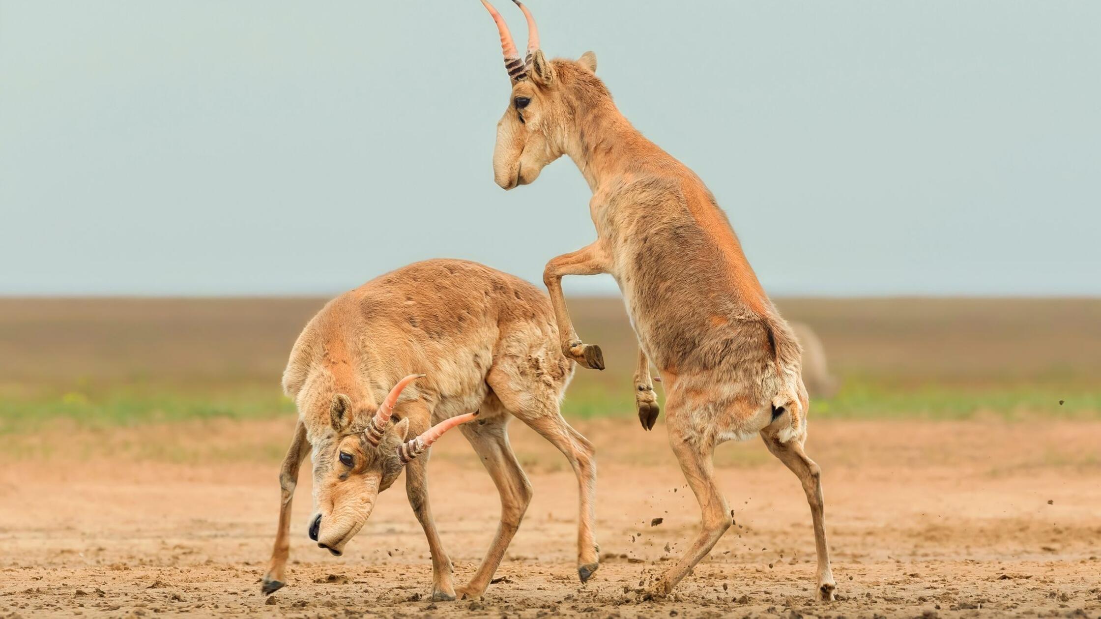 Drohende Käfer und kämpfende Antilopen
