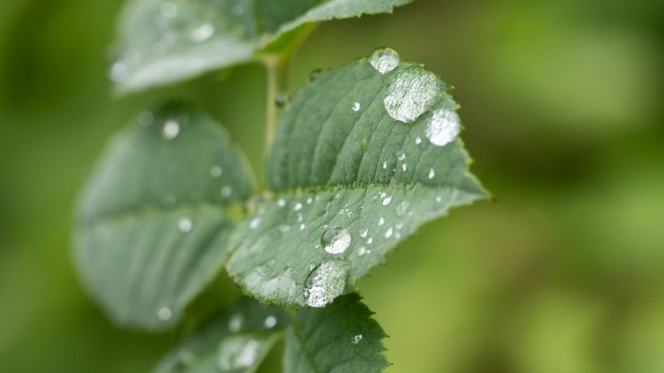 Viele Pflanzen haben von teils nassem Juli profitiert
