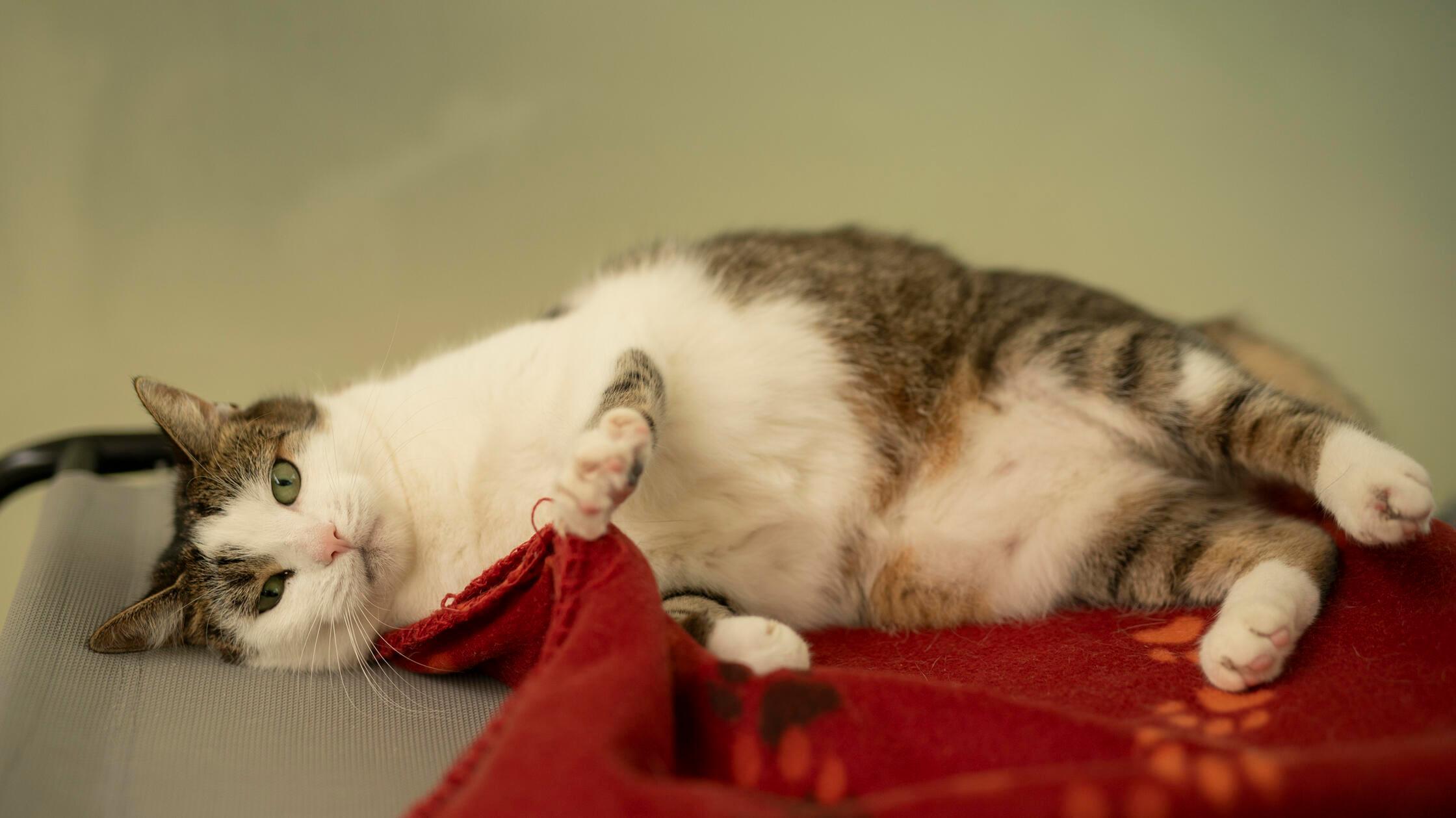 07_25-Tierheim_Chiara-Calow_Nala-03