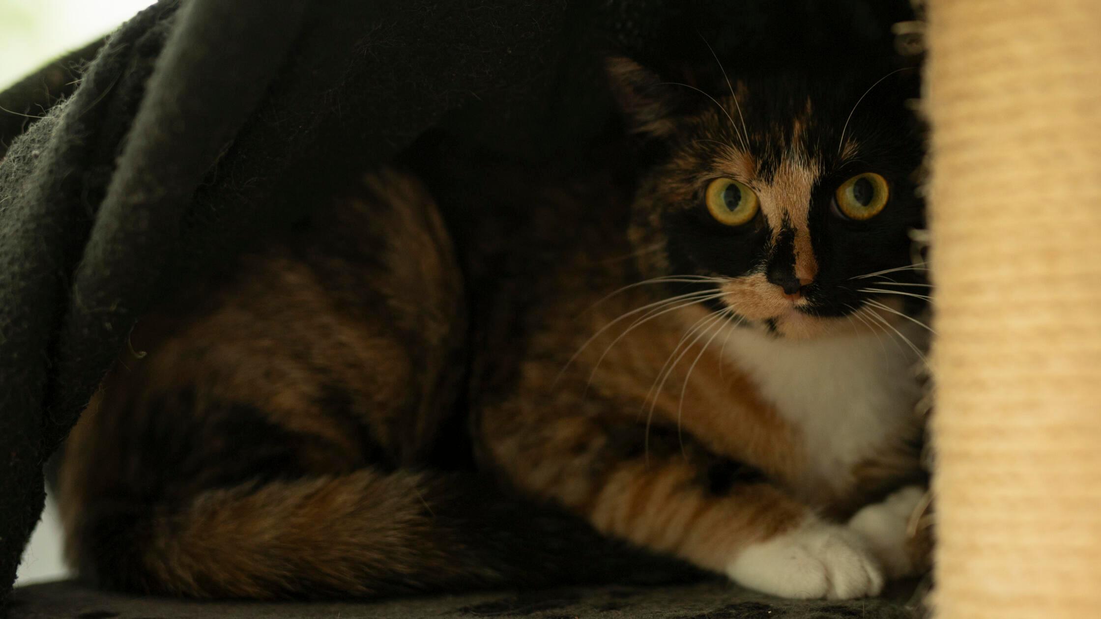 07_25-Tierheim_Chiara-Calow_Vanity-02