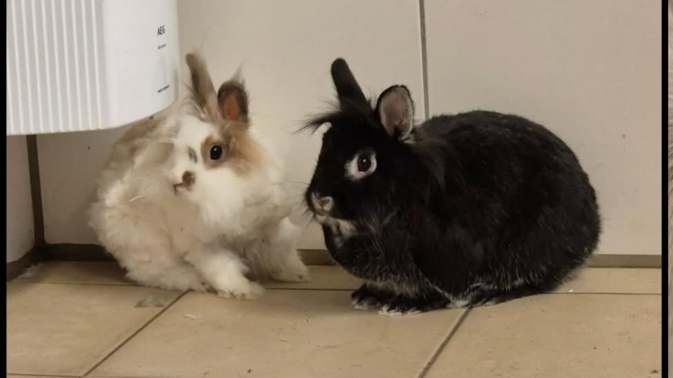 Tierheim533493634_18410480713128839_41067078052348