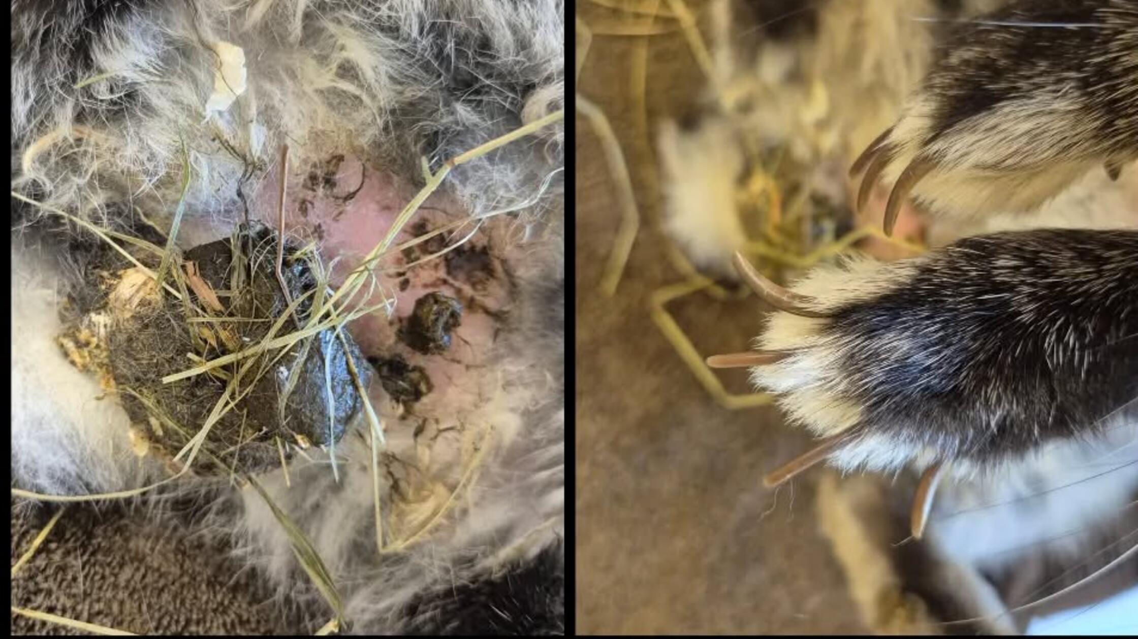 Tierheim533493634_18410480713128839_41067078052348