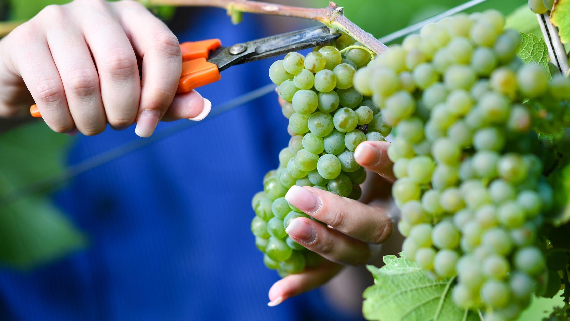 Wer Federweißer genießen will, muss sich beeilen