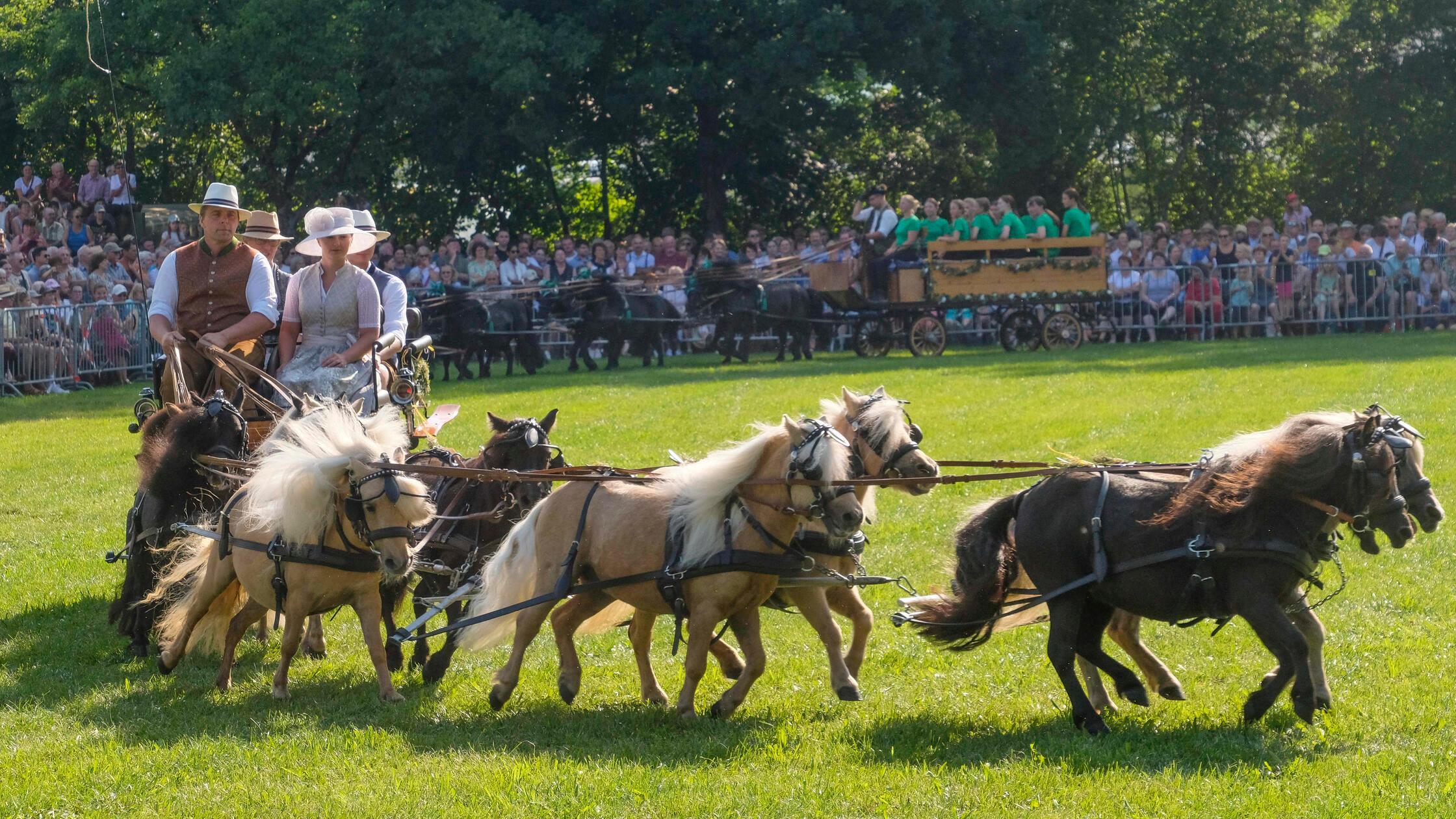 Pferdeschau am Jura volksfest