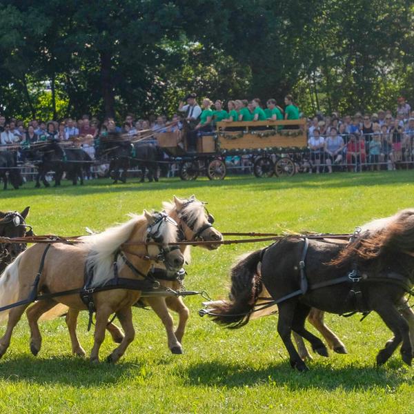 Pferdeschau am Jura volksfest