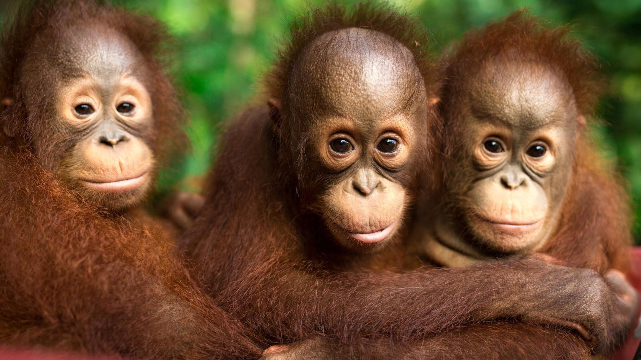 Orang-Utans schützen – vom Frühstück bis zur Fernreise