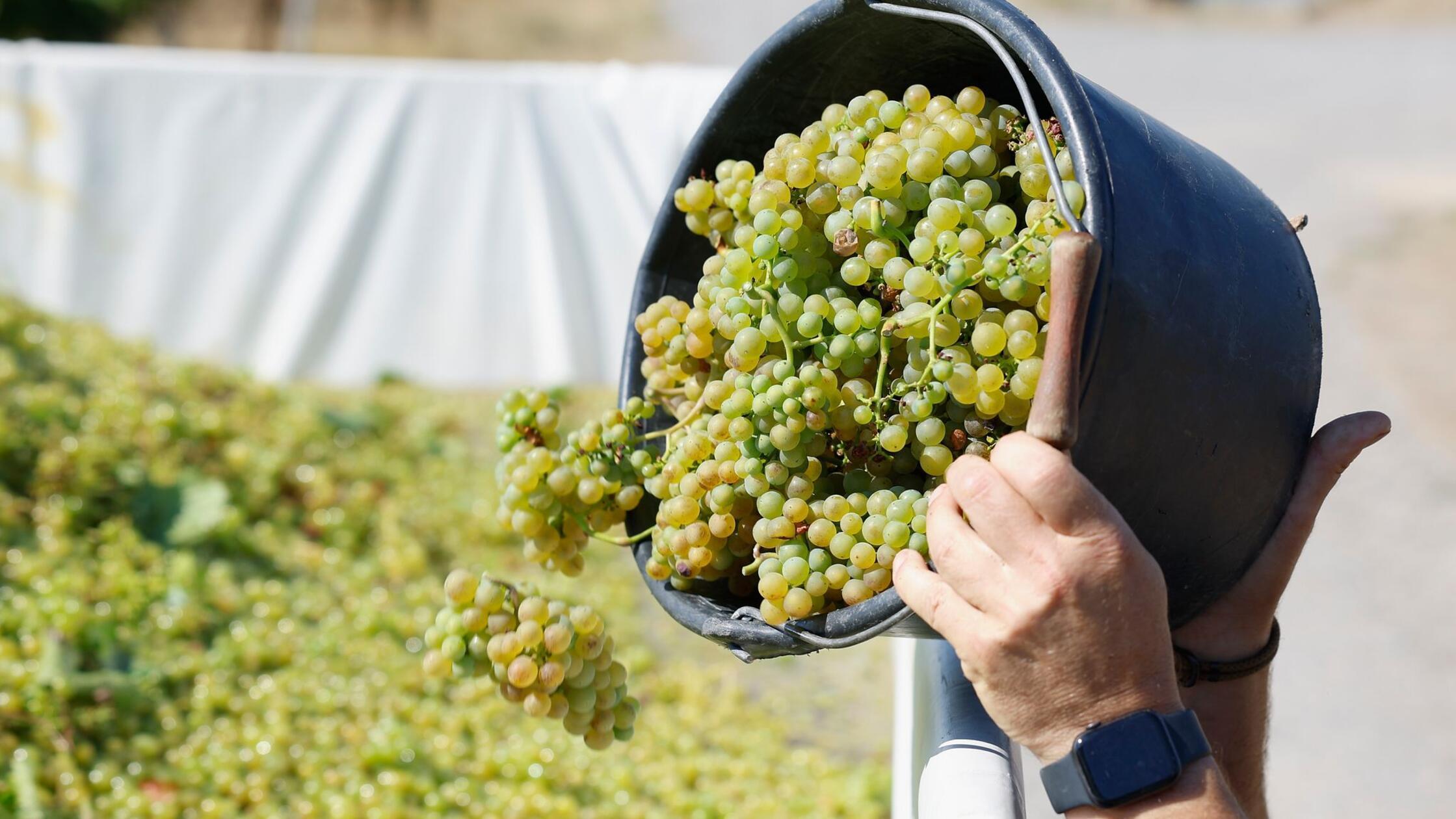 Süffig, süß, spritzig - die Federweißer-Saison beginnt