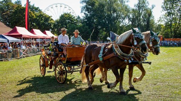 180825_di_pferdeschau078