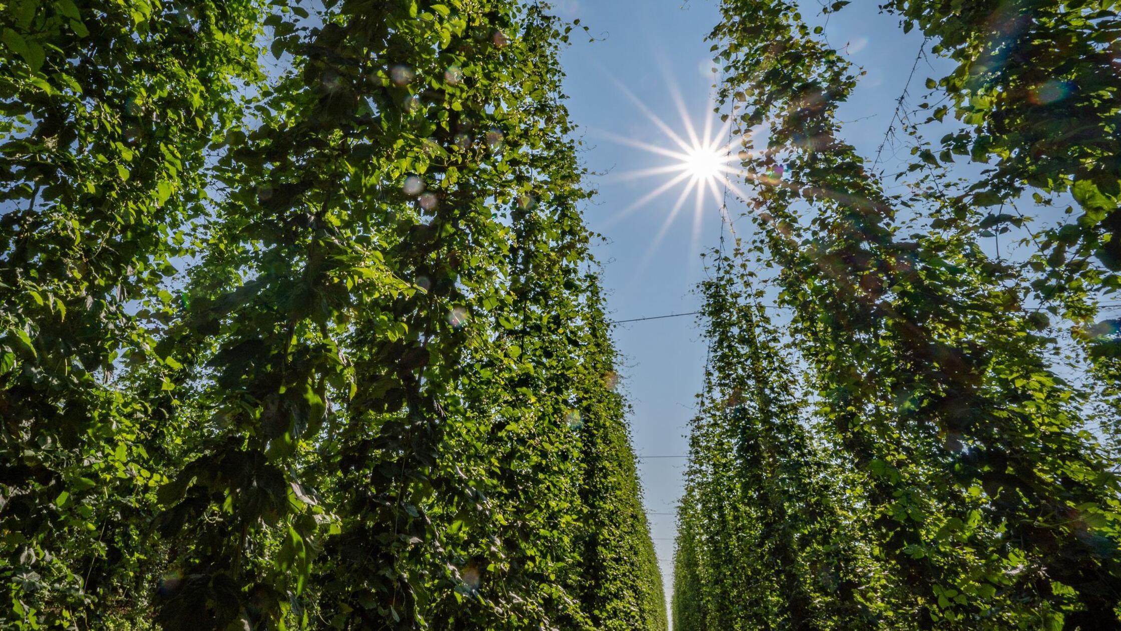 Deutlich mehr Hopfen geerntet