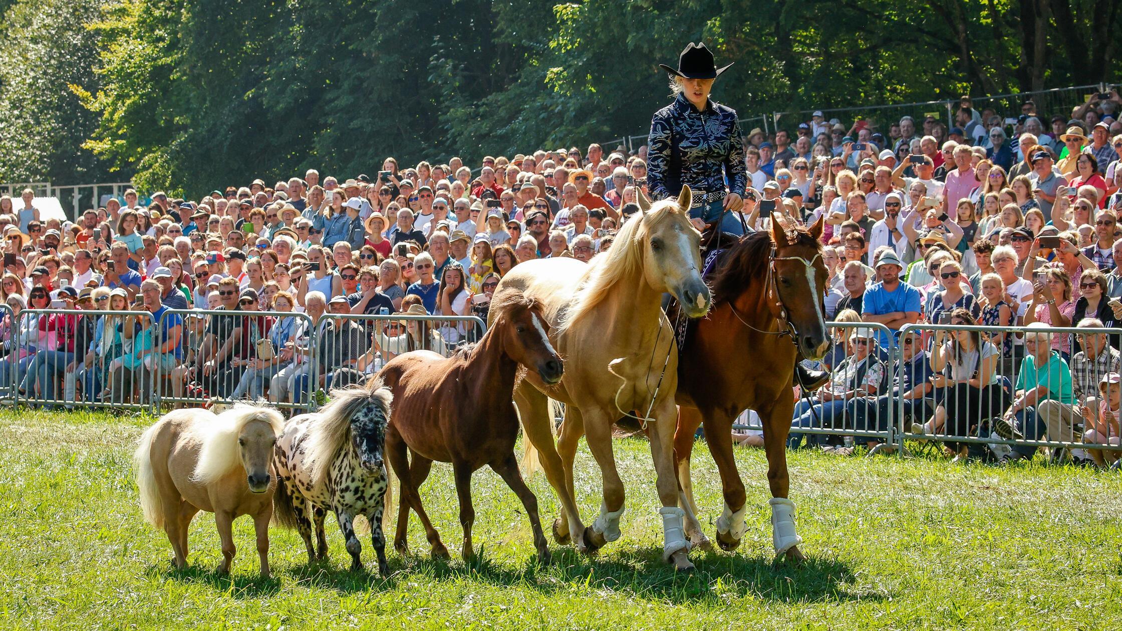 180825_di_pferdeschau171