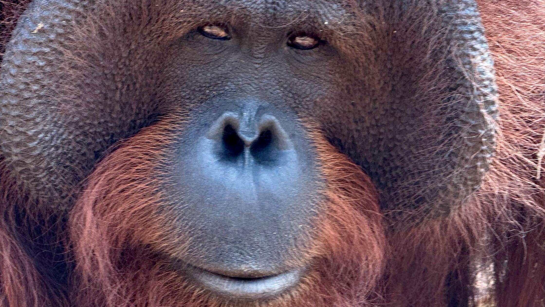 Orang-Utans schützen – vom Frühstück bis zur Fernreise