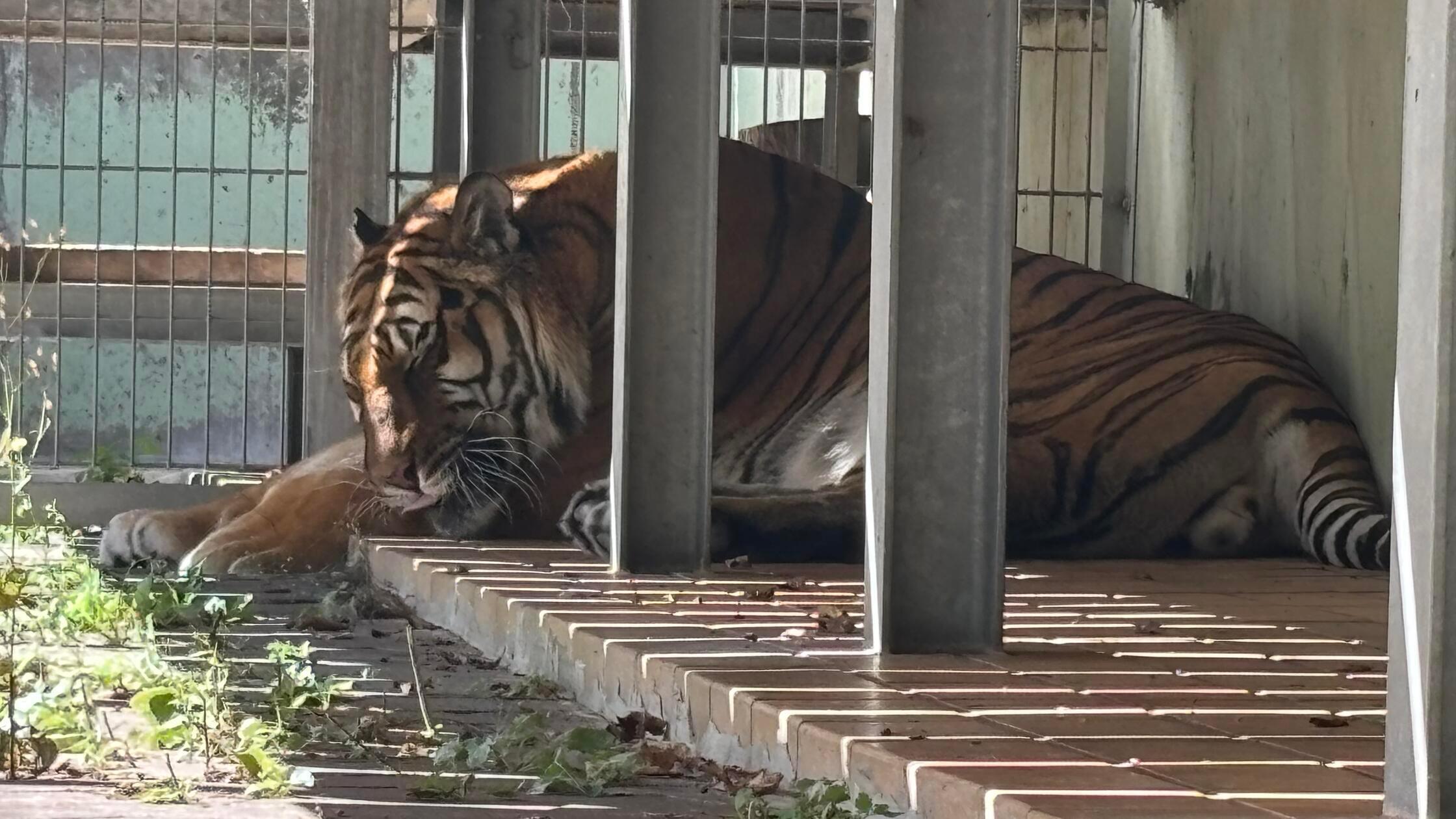 Tiger im Raubkatzenasyl Ansbach-Wallersdorf