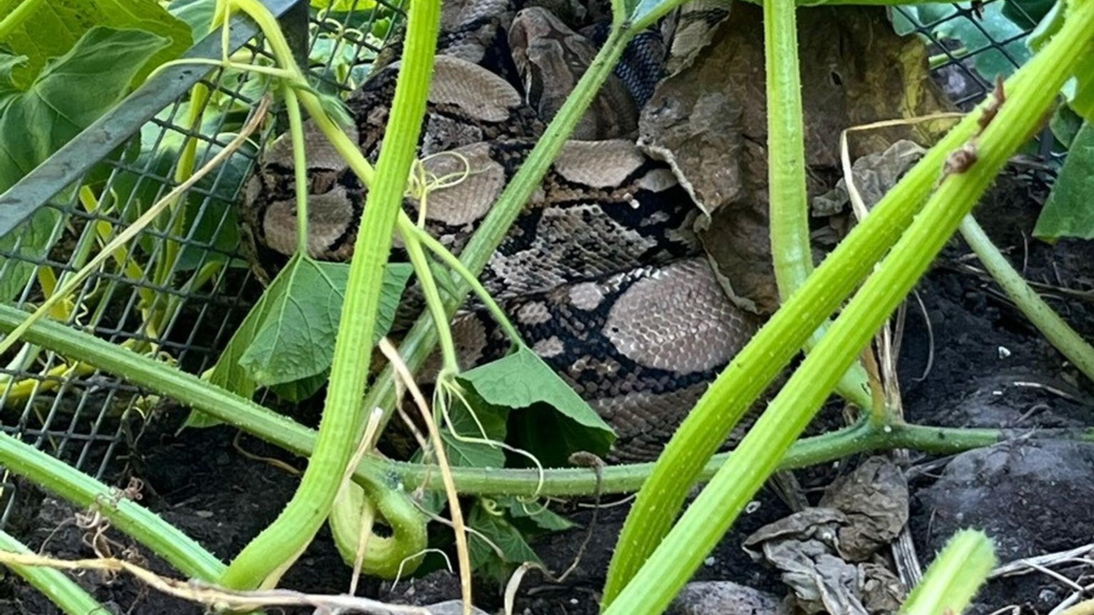 Frau entdeckt Riesen-Würgeschlange im heimischen Kompost