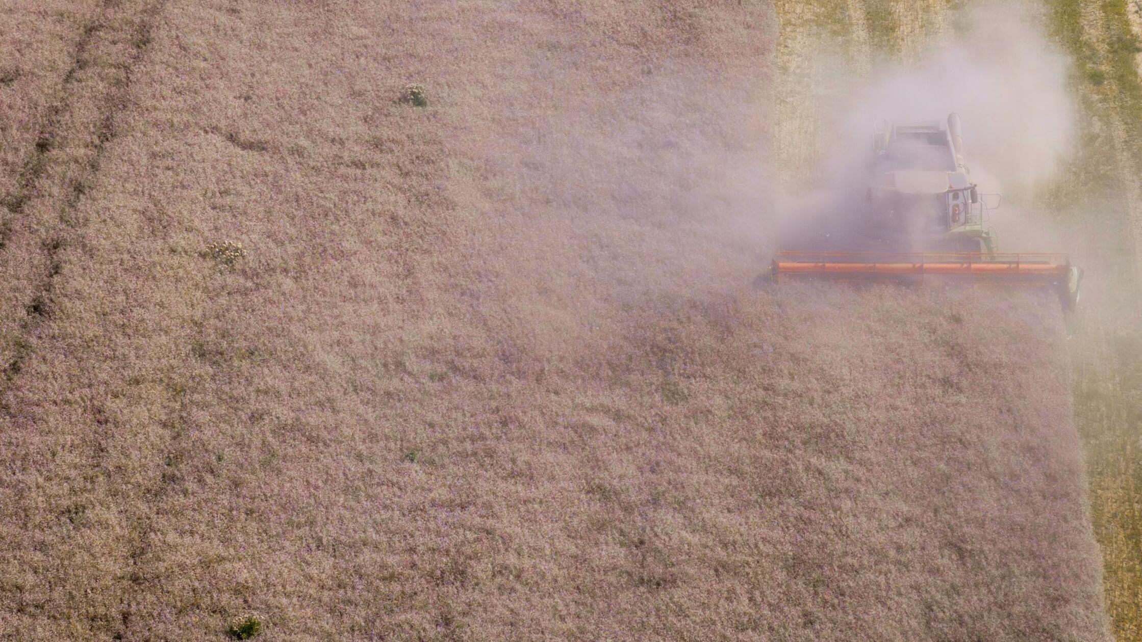 Erntemenge erholt sich - Qualität leidet unter dem Wetter