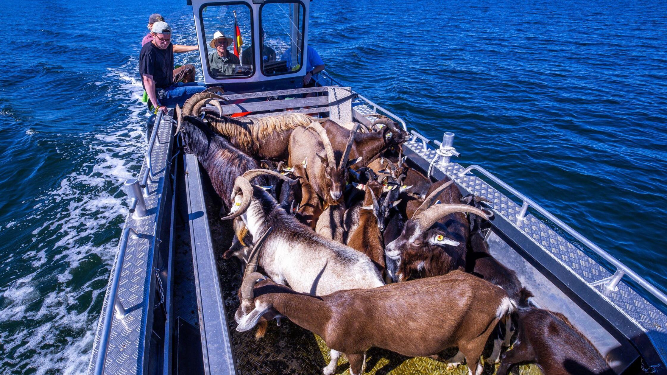 Ziegen als Landschaftspfleger auf der Vogelinsel Walfisch