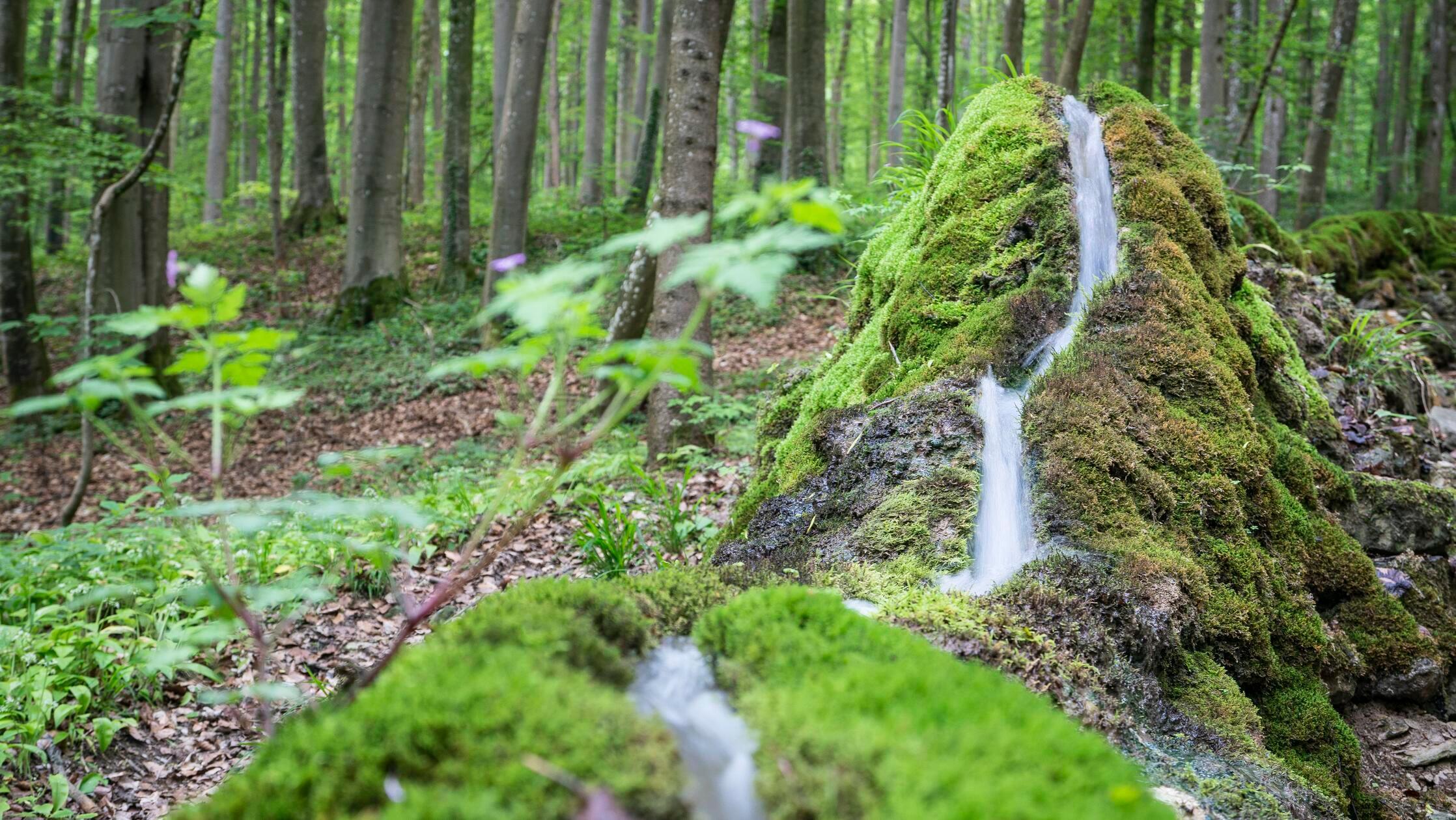 Ein beeindruckendes Naturschauspiel ist die Steinerne Rinne bei Wolfsbrunn. Über 120 Meter lang und bis zu 1,60 Meter hoch ist der Steinsockel, auf dem das Quellwasser fließt. Der sie begleitende, teils steile Weg misst 200 Meter.