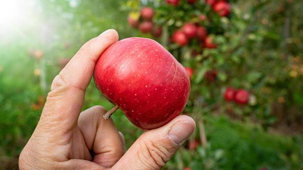 Obsternte - reife Äpfel werden auf einer Apfelplan