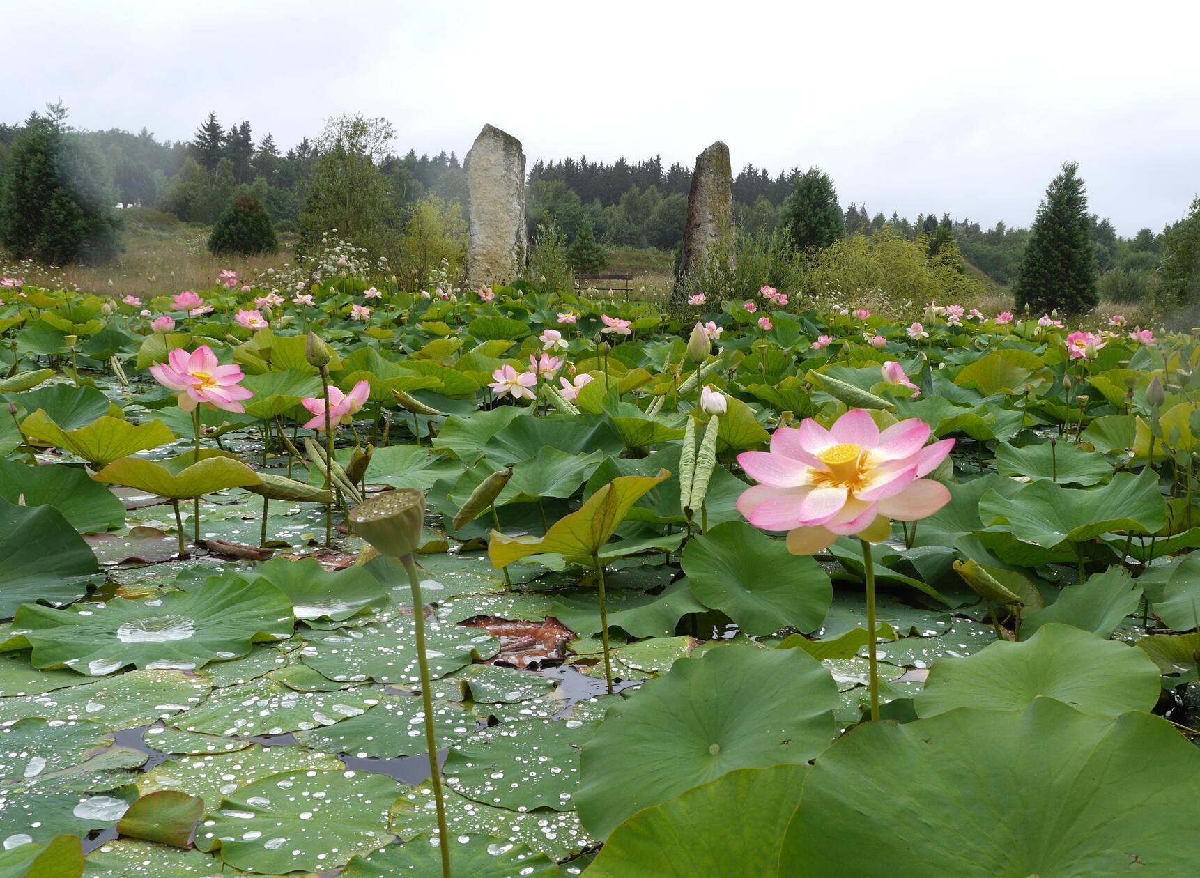 Barock, Rhododendren, Shinto-Tor: So vielfltig ist der Schlosspark  Dennenlohe