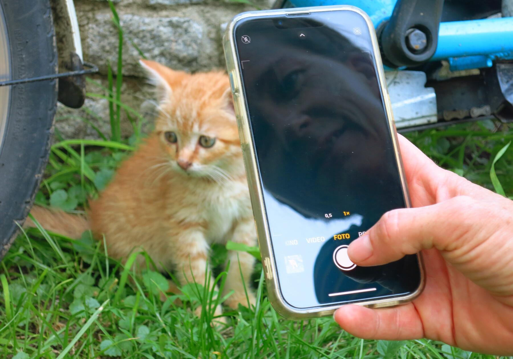 Ein Kätzchen am Wegesrand.