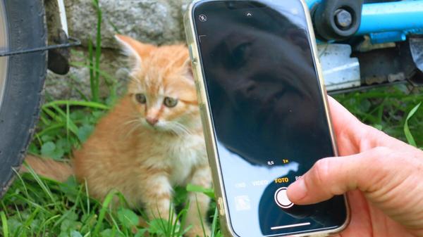 Ein Kätzchen am Wegesrand.