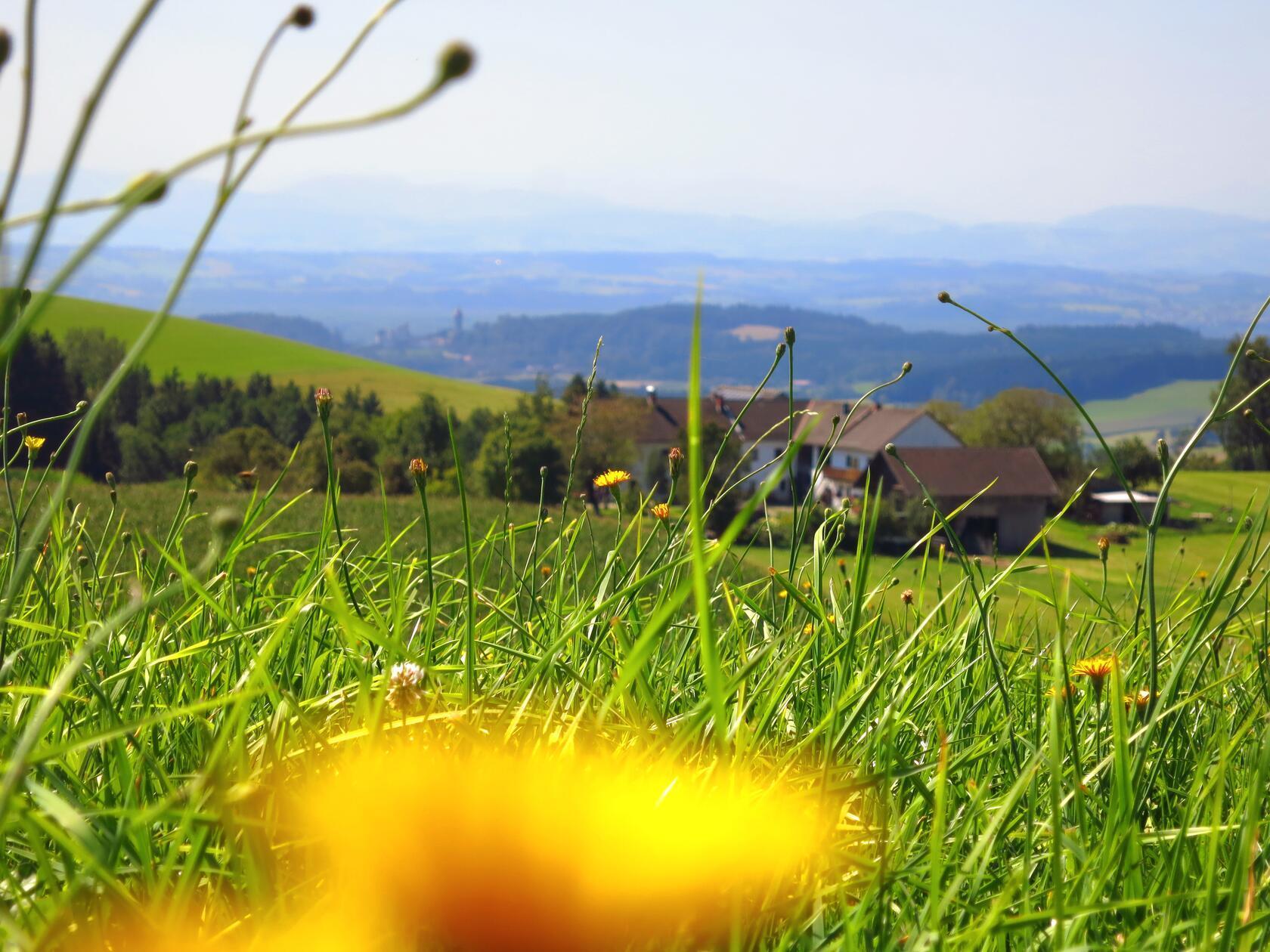 Typische Bergwiesen im Mühlviertel. Unscharf im Hintergrund das Donautal und die Alpen.