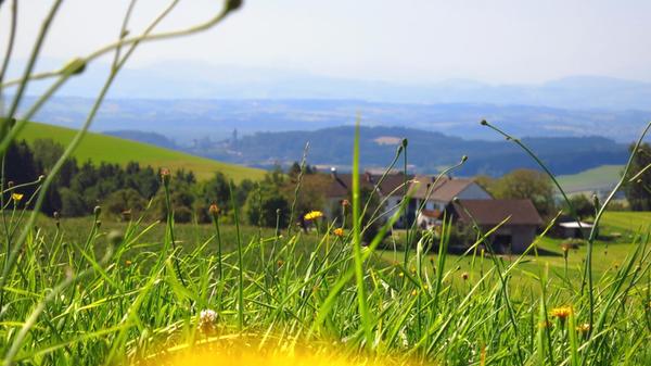Typische Bergwiesen im Mühlviertel. Unscharf im Hintergrund das Donautal und die Alpen.