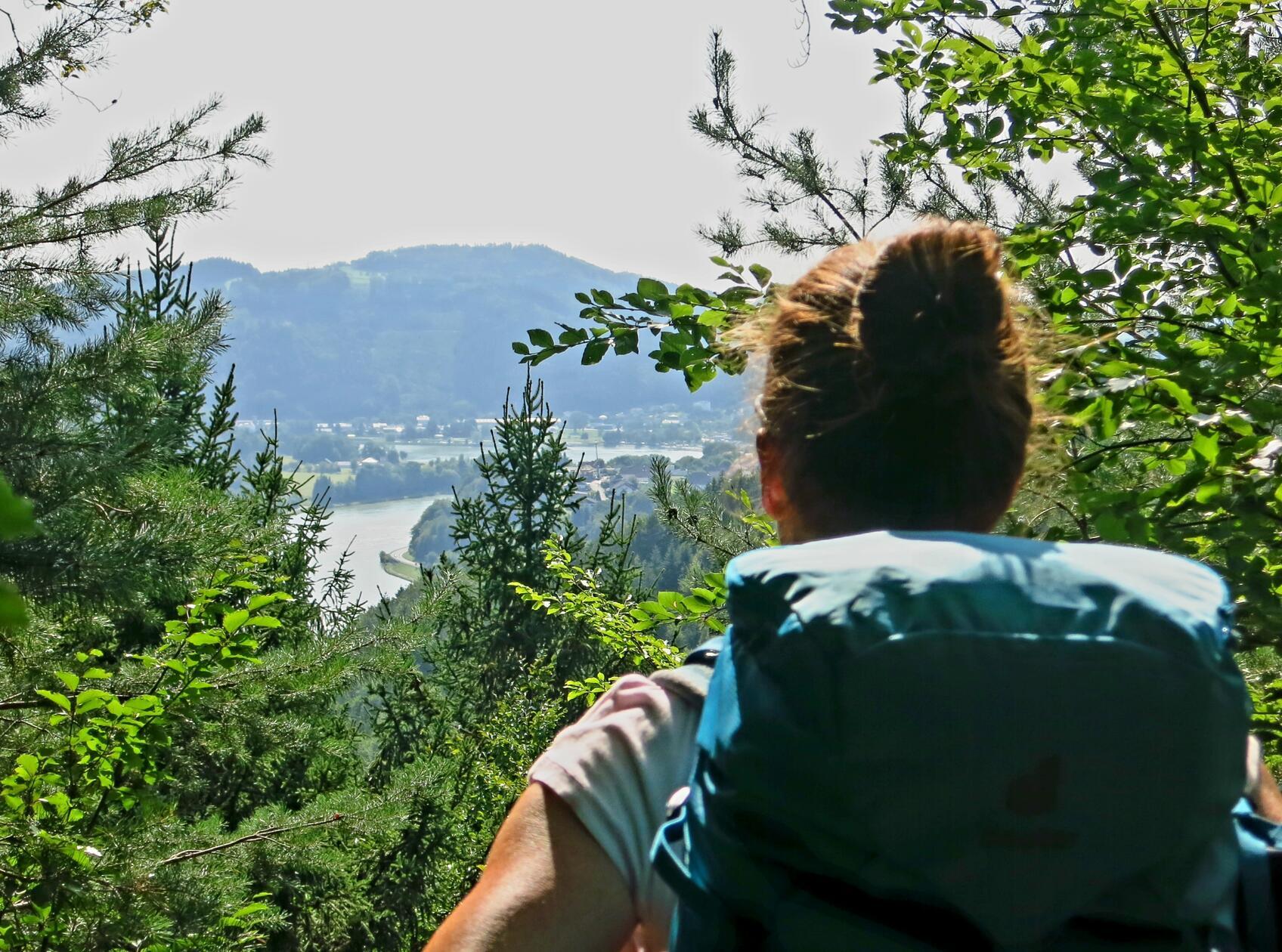 Blick vom Donausteig durch den Wald auf die Donau.