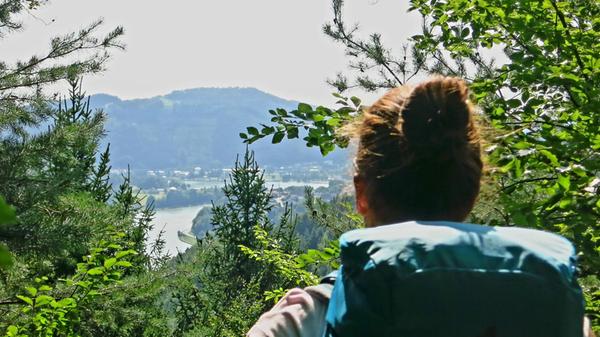 Blick vom Donausteig durch den Wald auf die Donau.