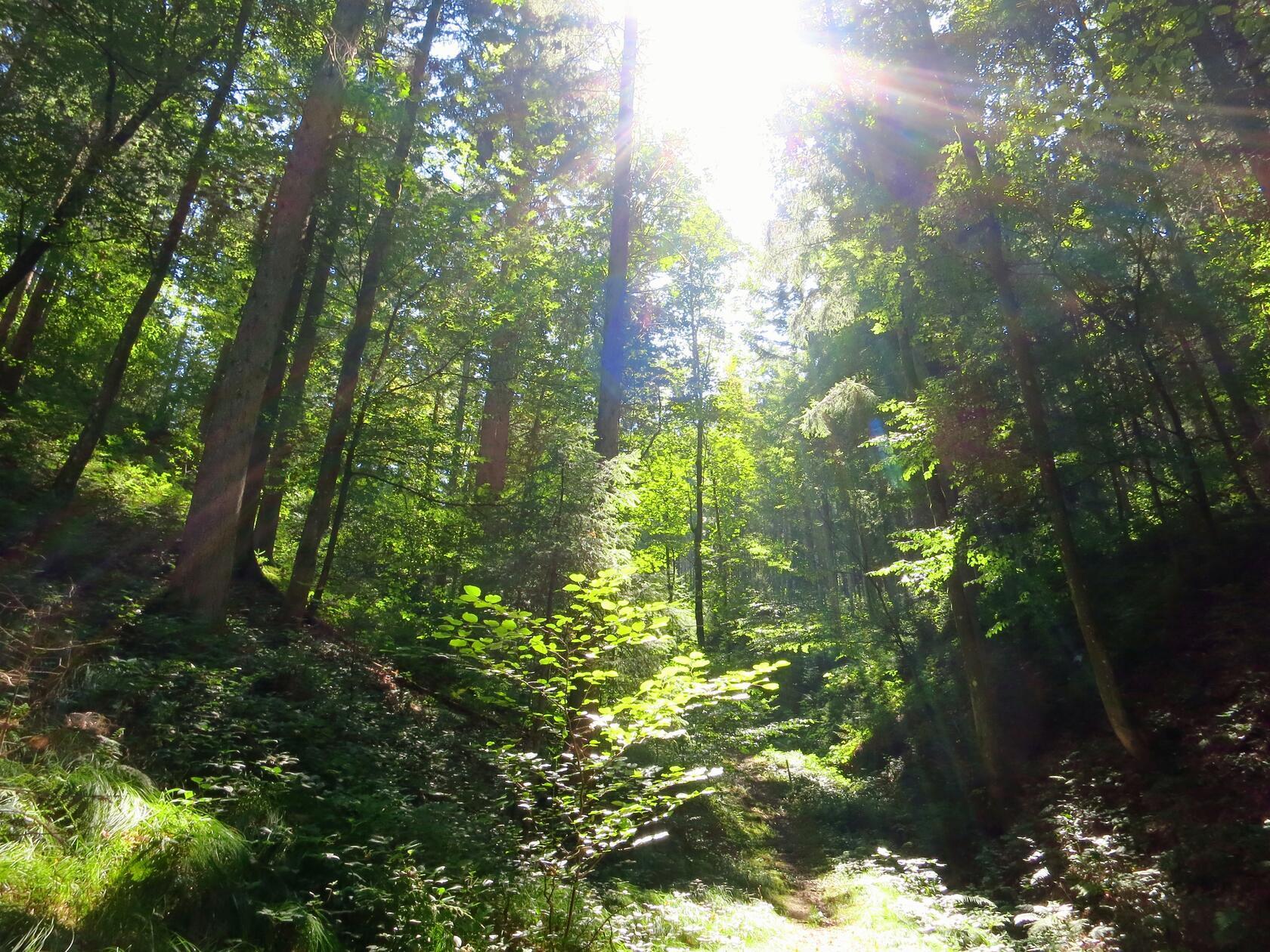 Durch tiefen Mischwald führt ein Teil der Wanderungen auf dem Donausteig.