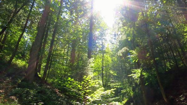 Durch tiefen Mischwald führt ein Teil der Wanderungen auf dem Donausteig.