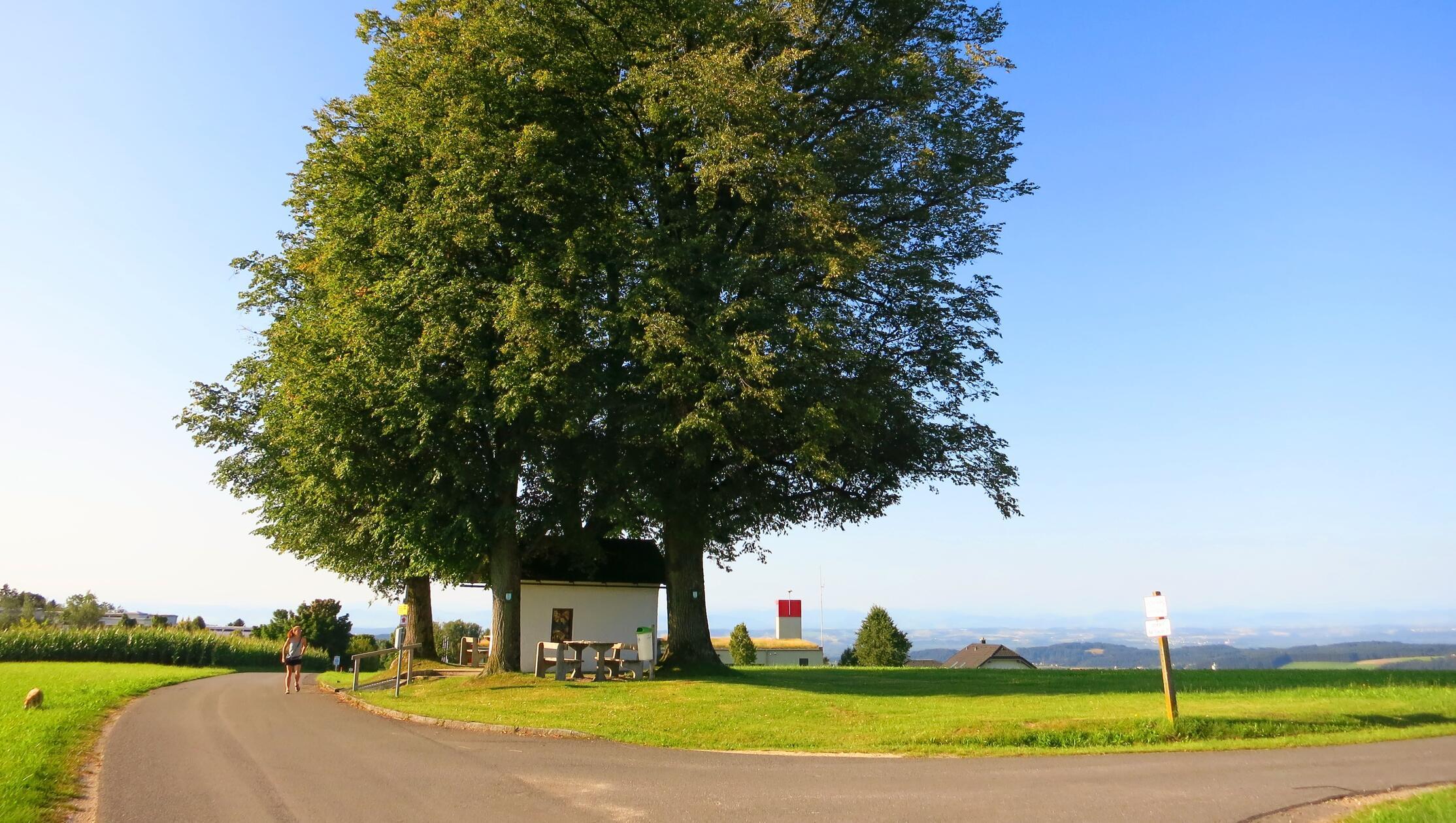 An dieser Kapelle und diesem Baum geht es vorbei ins Stille Tal zum Grillweltmeister.