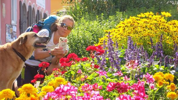 Oberösterreich Wandern an der Donau bei Bad Kreuze