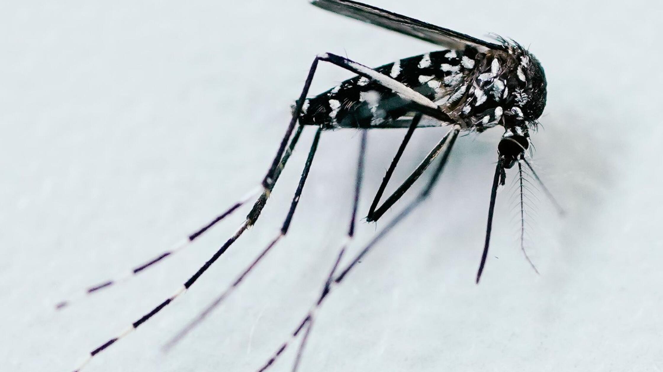 EU-Behörde: Neuer Rekord bei von Mücken übertragenen Viren