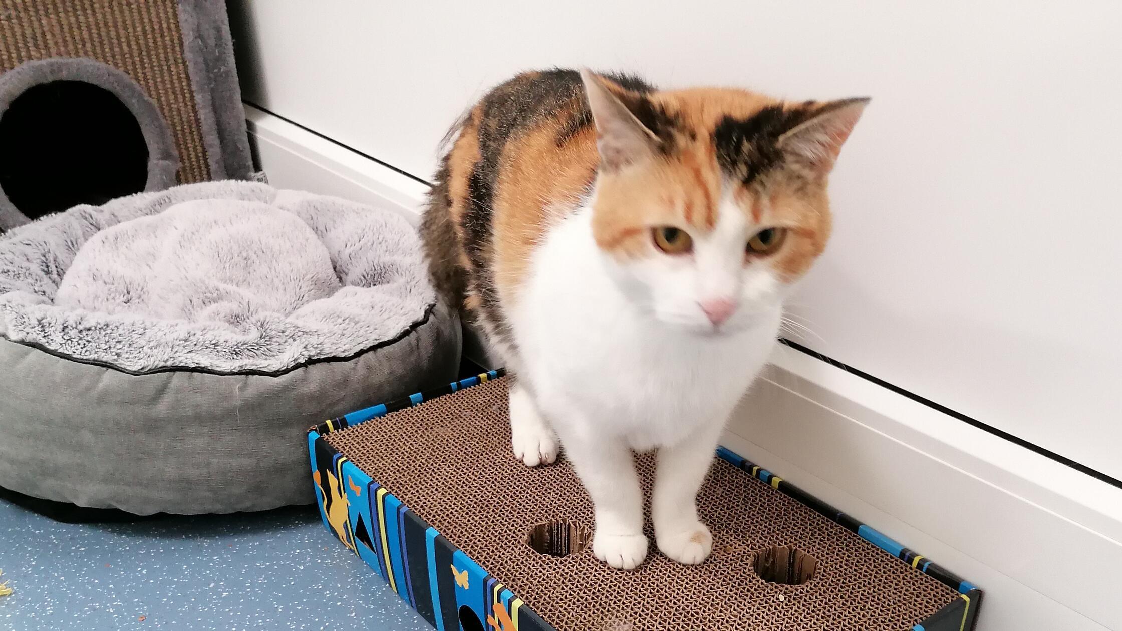 Foto: Nadja Borchert/Tierheim Nürnberg, gesp.8/202