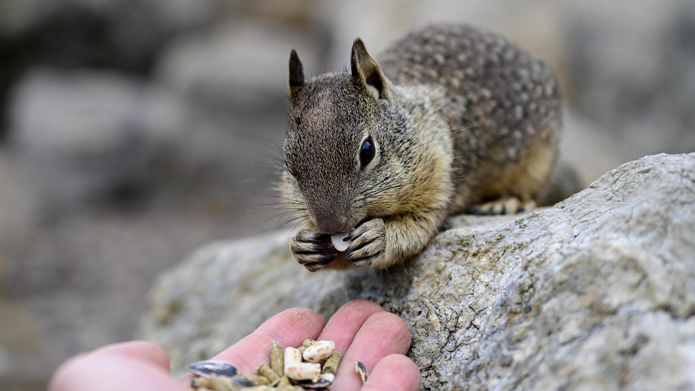 Schockdiagnose nach Camping: Urlauber in den USA mit Pest infiziert