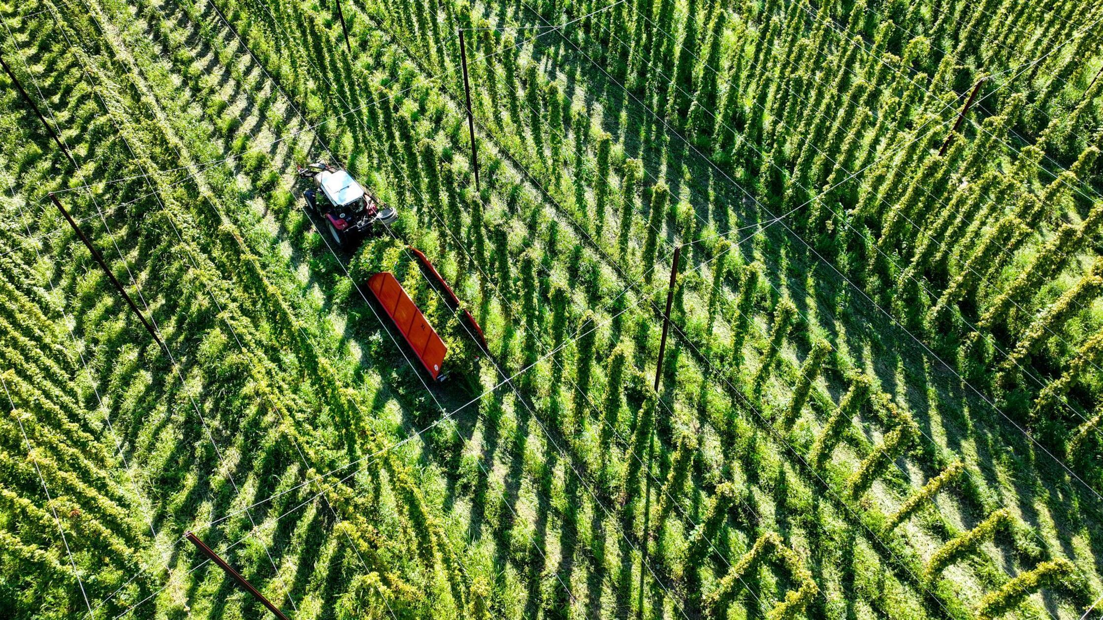 Hopfenernte von Witterung und Krankheiten beeinträchtigt