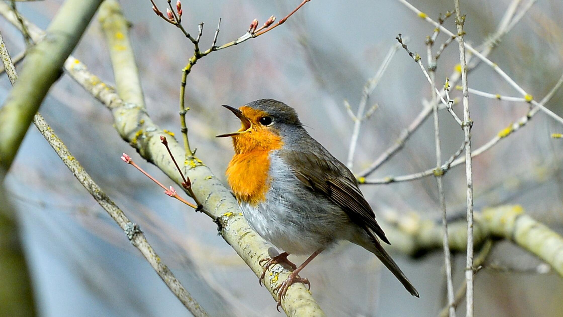 Vögel singen wegen künstlicher Beleuchtung länger