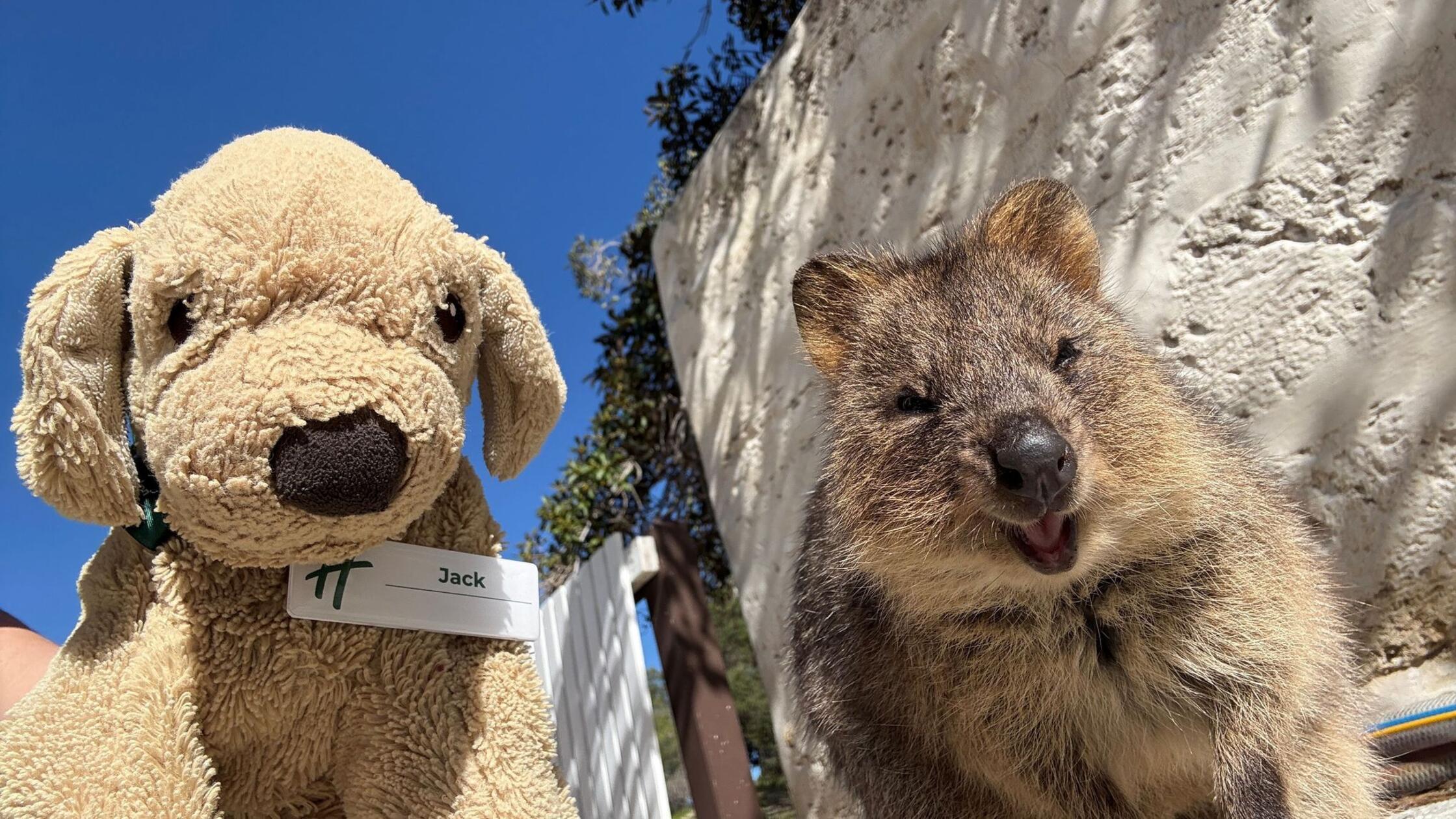 Vergessener Plüschhund Jack wird Internetstar in Australien