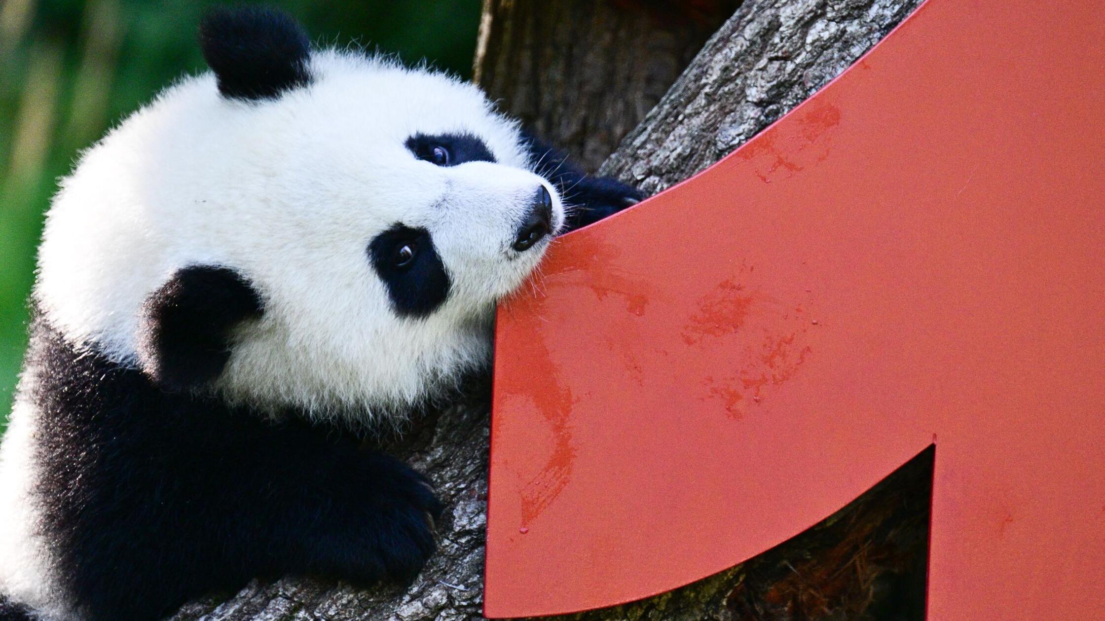 Party bei den Pandas: Leni und Lotti werden ein Jahr