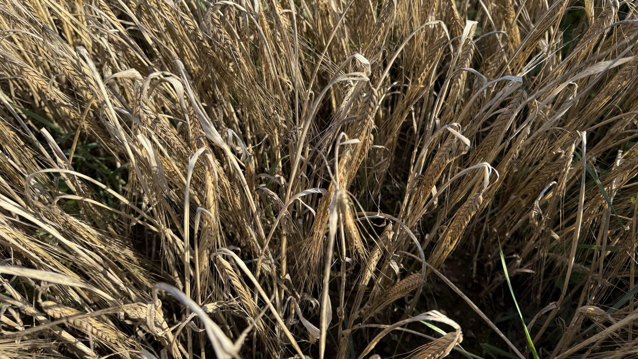 In Bayern wurde wieder mehr Braugerste angebaut